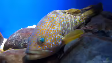 Epinephelus akaara im Aquarium halten
