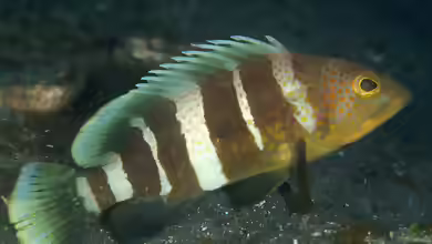 Epinephelus awoara im Aquarium halten