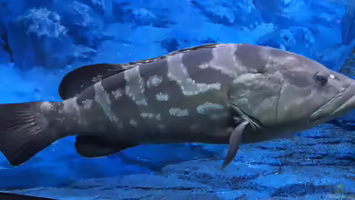 Epinephelus bruneus im Aquarium halten