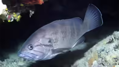 Epinephelus caninus im Aquarium halten