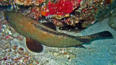Epinephelus chlorostigma im Aquarium halten