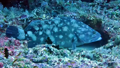 Epinephelus coeruleopunctatus im Aquarium halten