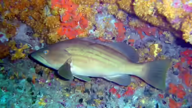 Epinephelus costae im Aquarium halten