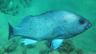 Epinephelus cyanopodus im Aquarium halten