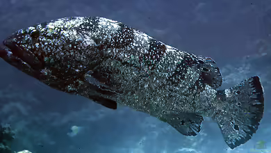 Epinephelus daemelii im Aquarium halten