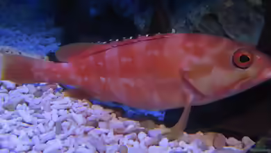 Epinephelus fasciatus im Aquarium halten