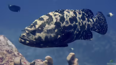 Epinephelus fuscoguttatus im Aquarium halten
