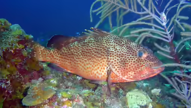 Epinephelus guttatus im Aquarium halten