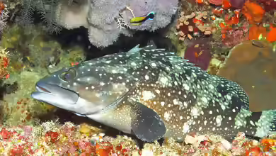 Epinephelus howlandi im Aquarium halten