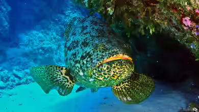 Epinephelus itajara im Aquarium halten