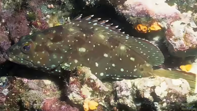 Epinephelus labriformis im Aquarium halten
