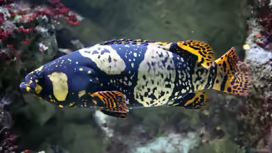 Epinephelus lanceolatus im Aquarium halten