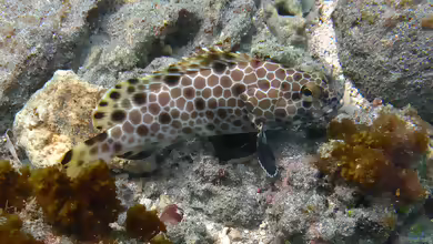 Epinephelus macrospilos im Aquarium halten