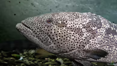 Epinephelus malabaricus im Aquarium halten
