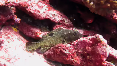 Epinephelus melanostigma im Aquarium halten
