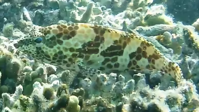 Epinephelus merra im Aquarium halten