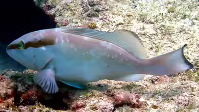 Epinephelus morio im Aquarium halten