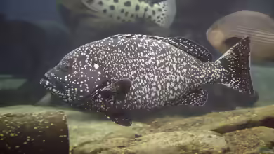 Epinephelus multinotatus im Aquarium halten