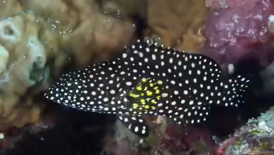 Epinephelus ongus im Aquarium halten