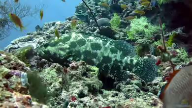 Epinephelus polyphekadion im Aquarium halten