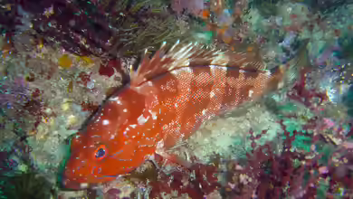 Epinephelus rivulatus im Aquarium halten