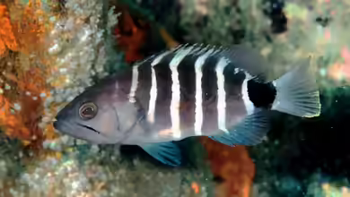 Epinephelus septemfasciatus im Aquarium halten