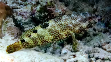Epinephelus spilotoceps im Aquarium halten