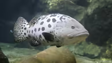 Epinephelus tukula im Aquarium halten