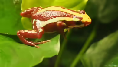 Epipedobates anthonyi im Terrarium halten