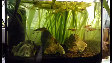 Epiplatys Dageti Zuchtbecken von mariajudyta