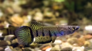 Epiplatys sexfasciatus im Aquarium halten