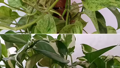 Epipremnum aureum / Goldene Efeutute