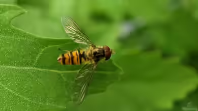 Episyrphus balteatus im Garten