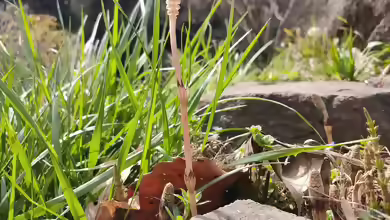 Equisetum arvense am Gartenteich