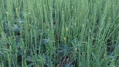Equisetum fluviatile im Gartenteich