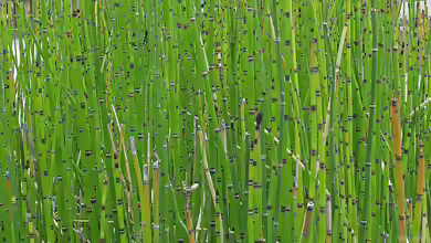 Equisetum hyemale am Gartenteich