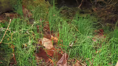 Equisetum scirpoides am Gartenteich