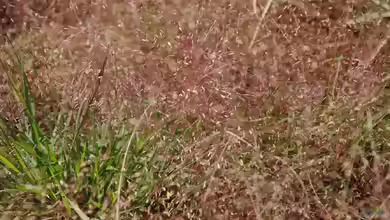 Eragrostis spectabilis am Gartenteich pflanzen