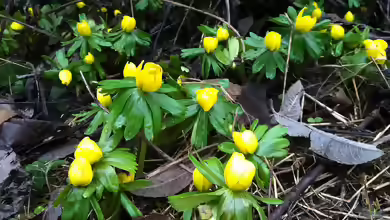Eranthis hyemalis im Garten pflanzen