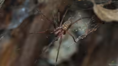 Eratigena atrica im Garten