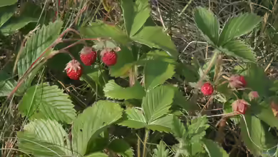 Erdbeeren im Garten pflanzen