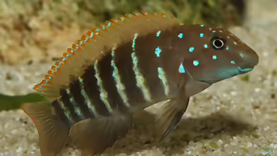 Eretmodus cyanostictus im Aquarium halten