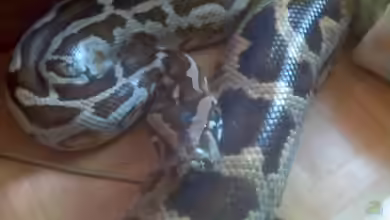 Erfahrungen mit einem Tigerpython in 22 Jahren
