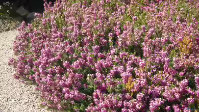 Erica carnea im Garten pflanzen