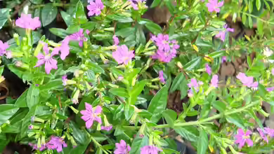 Erica gracilis im Garten pflanzen