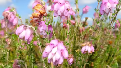 Erica tetralix im Garten pflanzen
