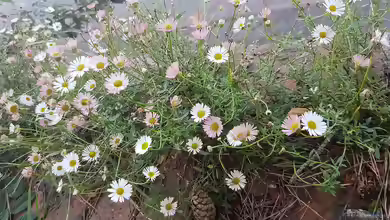 Erigeron karvinskianus im Garten pflanzen
