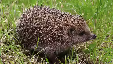 Erinaceus im Garten