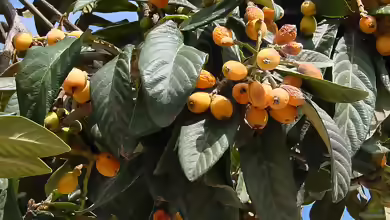 Eriobotrya japonica im Garten pflanzen