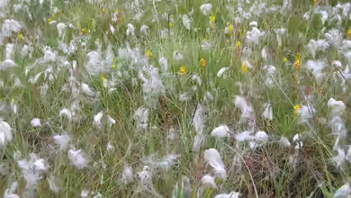 Eriophorum angustifolium am Gartenteich